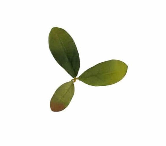 Novritsch - Leaf Camo LC2, Emerald 1